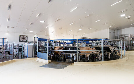 AMR at Bannister Downs Dairy Farm - Kaeser Compressors case study