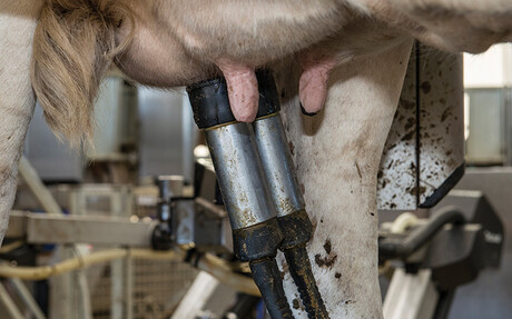 Milking process at Bannister Downs Dairy Farm - Kaeser Compressors case study