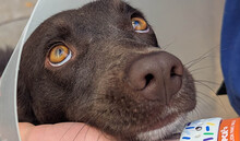 Blog-07-25-RSPCA-Featured