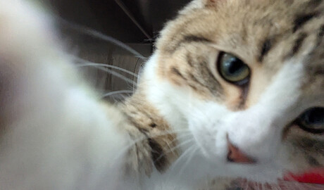 Blog-07-25-RSPCA-Image-1