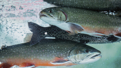 Targeted compressed air treatment helps maintain a healthy fish population.