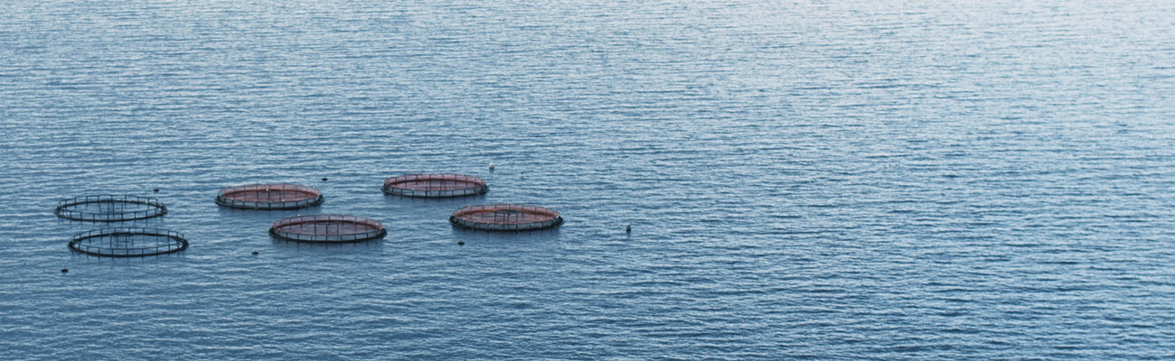Compressors and blowers for aquaculture applications from Kaeser Compressors
